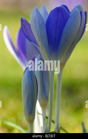 Lila und weißen Krokus, Crocus Tommasinianus, im Frühjahr in Bath, England Stockfoto