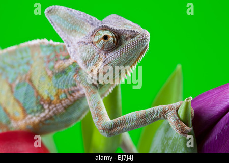 Schöne große Chamäleon sitzt auf einer Tulpe Stockfoto