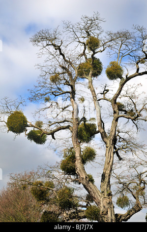 Mistel wächst auf Wirtsbaum Stockfoto