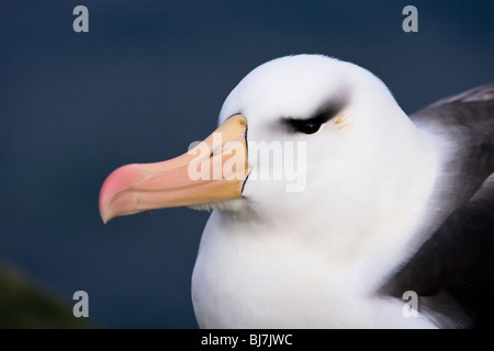 Black-browed Albatros, Thalassarche Melanophrys Schwarzbrauenalbatros Mollymawk Saunders Island Falkland-Inseln Stockfoto