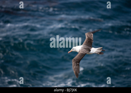 Black-browed Albatros, Thalassarche Melanophrys Schwarzbrauenalbatros Mollymawk Saunders Island Falkland-Inseln Stockfoto