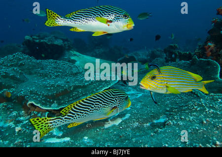 Diagonal-banded Süßlippen, Plectorhinchus Lineatus, Komodo National Park, Indonesien Stockfoto