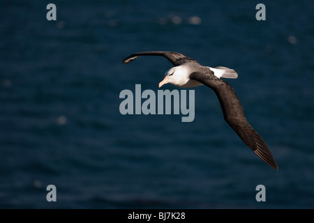 Black-browed Albatros, Thalassarche Melanophrys Schwarzbrauenalbatros Mollymawk Saunders Island Falkland-Inseln Stockfoto