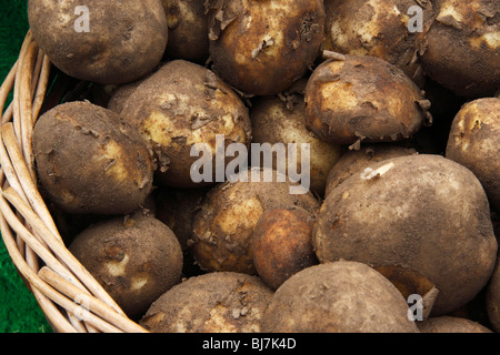 Frisch gegrabene Kartoffeln in Korb Stockfoto