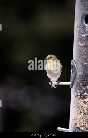 Männliche amerikanische Stieglitz, Zuchtjahr Tristis am Vogelhäuschen. Stockfoto