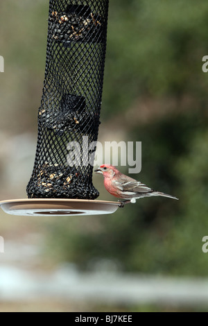 Männliche Haus Fink, Carpodacus Mexicanus am Futterhäuschen Stockfoto