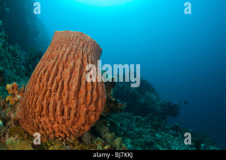 Riesiges Fass-Schwamm, Xestospongia Testudinaria, Komodo Insel, Nationalpark Komodo, Indonesien Stockfoto