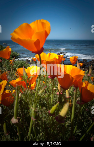 Kalifornische Mohn Blumen entlang einer Küste des Pazifischen Ozeans und die Küste. Stockfoto