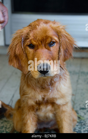 Ein Golden Labrador Retriever Hund Welpe. Stockfoto