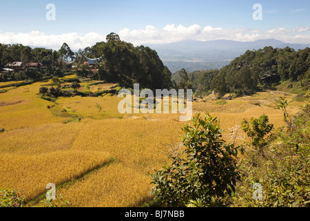 Indonesien, Sulawesi, Tana Toraja, Lokkomata, Reisfelder in der Nähe von Dorf mit traditionellen Häusern zur Erntezeit Stockfoto