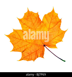 Ahornblatt Herbst isoliert auf weißem Hintergrund Stockfoto