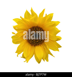 Sonnenblume isoliert auf weißem Hintergrund Stockfoto