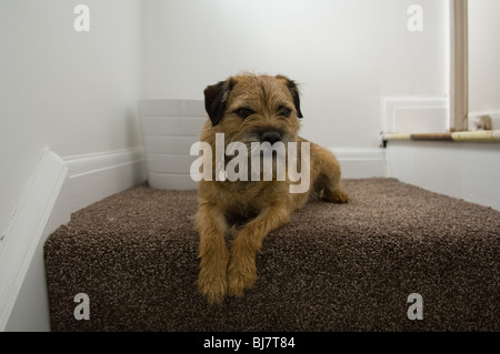 Border Terrier liegend Stockfoto