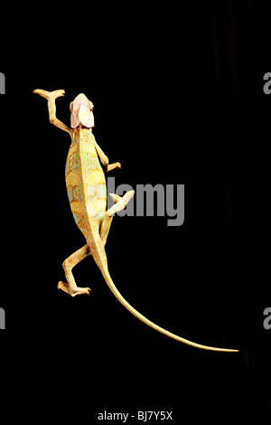 Schöne große Chamäleon sitzt auf einem schwarzen Hintergrund Stockfoto