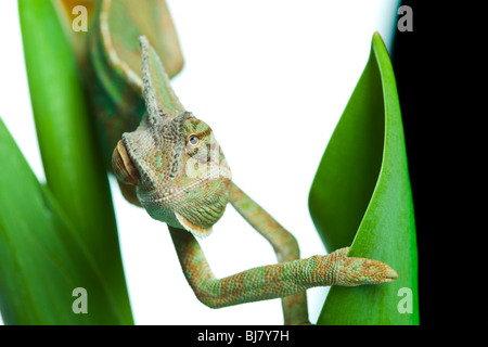 Schöne große Chamäleon sitzt auf eine rote Tulpe Stockfoto