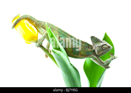 Schöne große Chamäleon sitzt auf eine rote Tulpe Stockfoto