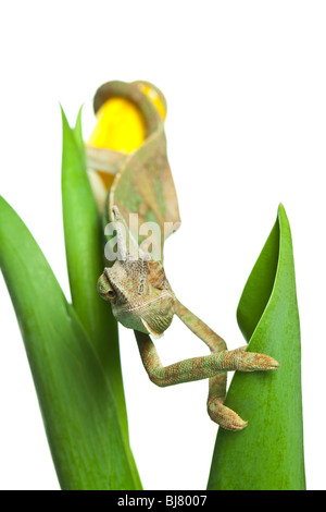 Schöne große Chamäleon sitzt auf eine gelbe Tulpe Stockfoto