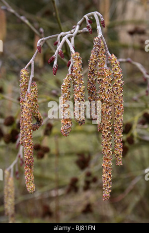 Ältere männliche gemeinsame Erle Alnus Glutinosa Kätzchen bei Martin bloße WWT, Lancashire UK Stockfoto