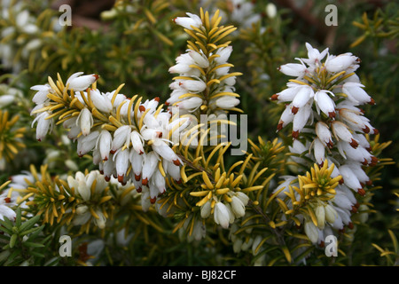 Weiße Heather Erica Carnea genommen In Hale Dorf, Merseyside, UK Stockfoto