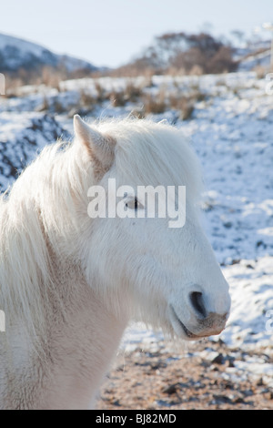 Eriskay Pony, Nahaufnahme Kopf geschossen Stockfoto