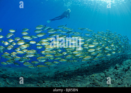 Selar Boops, Taucher mit Schule von Oxeye Unmengen, Drop Off, Tulamben, Bali, Indonesien, Indo-Pazifik Stockfoto