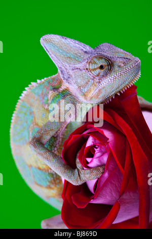 Schöne große Chamäleon sitzt auf einer roten rose Stockfoto