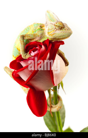 Schöne große Chamäleon sitzt auf einer roten rose Stockfoto