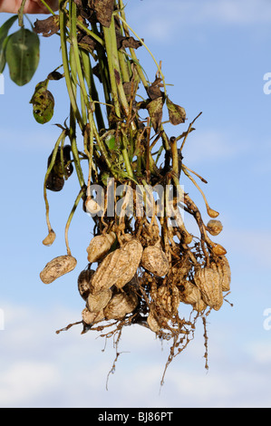 Arachis Hypogaea, Erdnüsse, Erdnuss Pflanzen, Bali, Indonesien, Indo-Pazifik Stockfoto