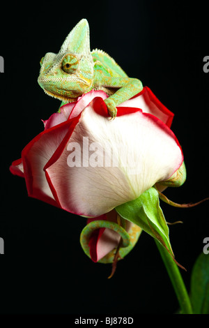 Schöne große Chamäleon sitzt auf einer Tulpe Stockfoto