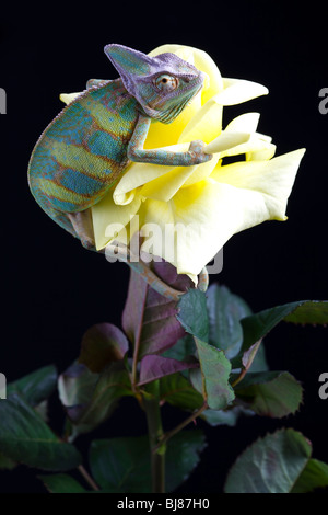 Schöne große Chamäleon sitzt auf eine gelbe rose Stockfoto