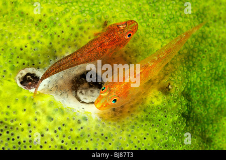 Pleurosicya Mossambica, Polycarpa SP., paar Toothy Grundel Eiablage auf Seescheide, Tulamben, Bali Stockfoto