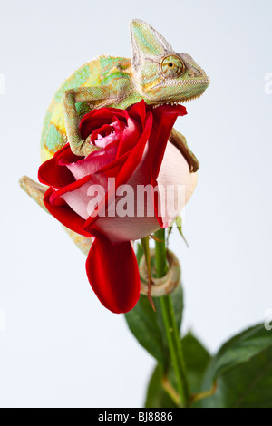 Schöne große Chamäleon sitzt auf einer roten rose Stockfoto