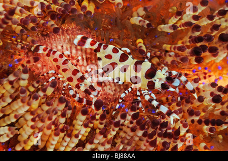 Periclimenes Colemani, Asthenosoma Varium, paar Coleman Garnelen auf Feuer Urchin, Tulamben, Bali, Indonesien, Indopazifik Ozean Stockfoto