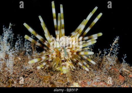 Echinothrix Calamaris, Banded Sea Urchin, Tulamben, Bali, Indonesien, Indo-Pazifik Stockfoto