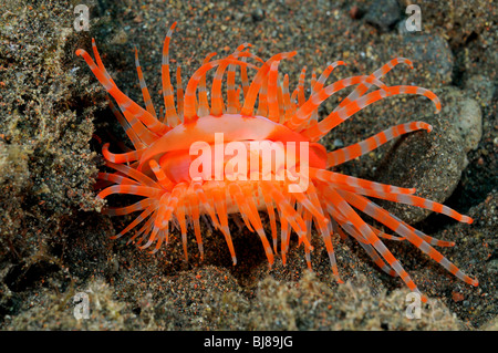 Limaria Fragilis, zerbrechlichen Datei Schale, Fileclam, Tulamben, Bali, Indonesien, Indo-Pazifik Stockfoto