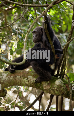 Emiti mit ihrem Baby Ekibira auf den Knien, Mutter der E-Familie der Kyambura Truppe, in einigen niedrigen Bäumen ruhen. Stockfoto