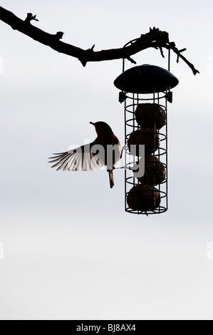 Silhouette von Robin auf eine Fat ball Feeder hängen von einem Baum in einem Garten. Großbritannien Stockfoto