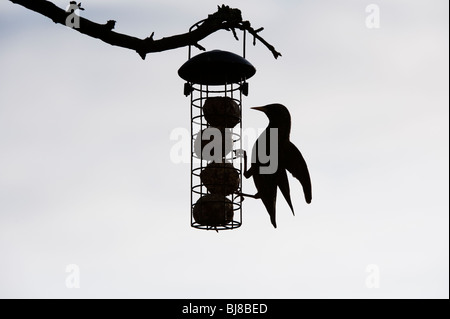 Sturnus vulgaris. Silhouette von Starling auf einer Fat ball Feeder hängen von einem Baum in einem Garten. Großbritannien Stockfoto