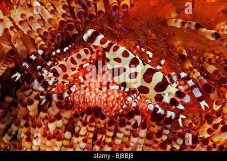 Periclimenes Colemani, Asthenosoma Varium, paar Coleman Garnelen auf Feuer Urchin, Tulamben, Bali, Indonesien, Indopazifik Ozean Stockfoto