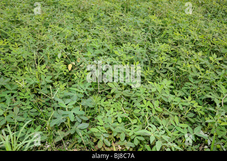 Arachis Hypogaea, Erdnüsse, Erdnuss Pflanzen, Bali, Indonesien, Indo-Pazifik Stockfoto