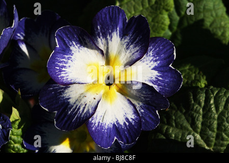 Primel Familie Primulaceae Garten Hybriden eine frühe Frühlingsblume gesehen in freier Wildbahn und in Gärten Stockfoto