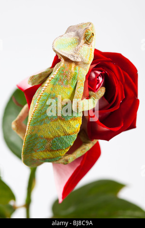 Schöne große Chamäleon sitzt auf einer roten rose Stockfoto