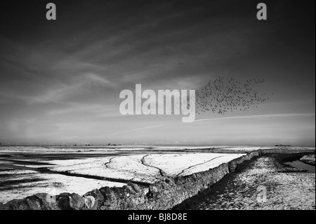 Ringelgänse, Branta Bernicla im Flug über Felder, Lindisfarne, Northumberland, UK Stockfoto