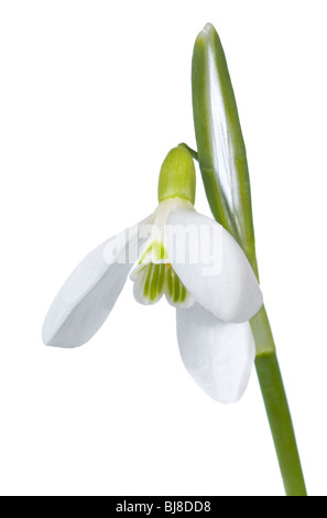 Frühling Schneeglöckchen blühen isolierten auf weißen Hintergrund. Zusammengesetzte sechs Schüsse Makrofoto mit beträchtlicher Tiefe der Schärfe. Stockfoto