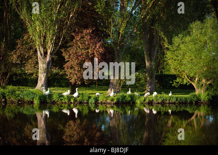 Gänse auf der Themse, Sandford on Thames, Oxfordshire, England Stockfoto