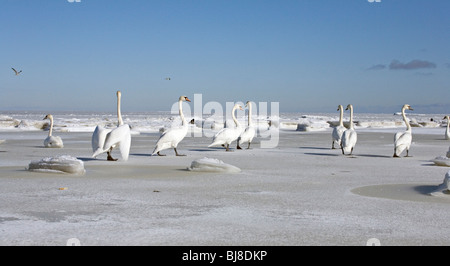 Weiße Schwäne Cygnus Olor Höckerschwan posiert auf Meer in Jurmala, Lettland Stockfoto