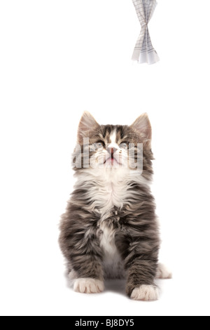Grau gestreiftes Kätzchen spielt auf einem weißen Hintergrund Stockfoto