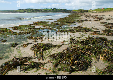 Algen am Inchydoney Beach, in der Nähe von Clonakilty, County Cork, Irland Stockfoto