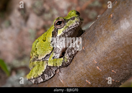 Cope graue Laubfrosch, Hyla Chrysoscelis, Native der Vereinigten Staaten Stockfoto