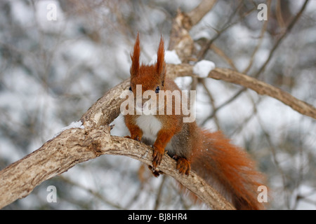 Eichhörnchen Stockfoto